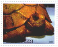 sample stamp
