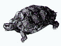 drawing of a wood turtle